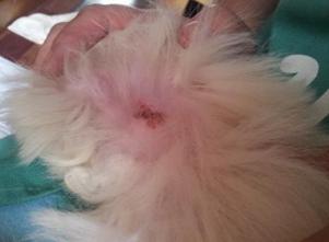 宠物狗体臭怎么除,宠物不能勤洗澡但臭怎么办