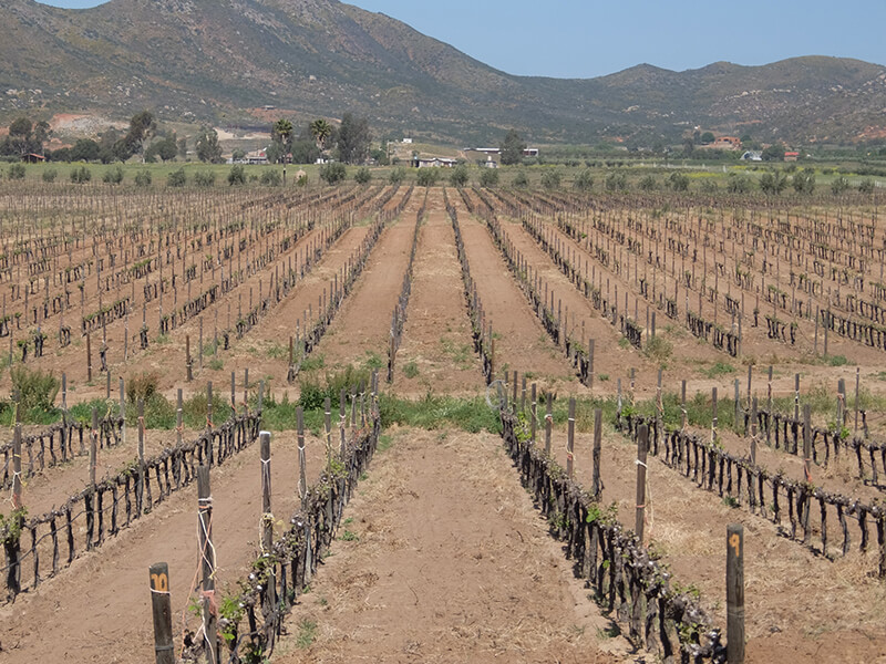说起来你可能不信，比起龙舌兰和科罗娜，我更爱墨西哥葡萄酒！