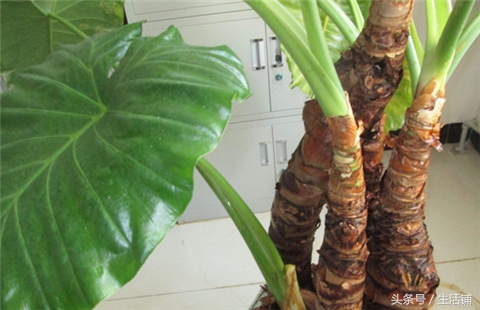 怎样养滴水观音能长出大粗杆子,怎么养大叶滴水观音