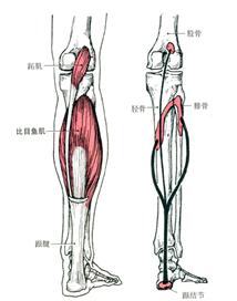 小腿粗如何改善走姿,两个小腿不一样粗怎么改善