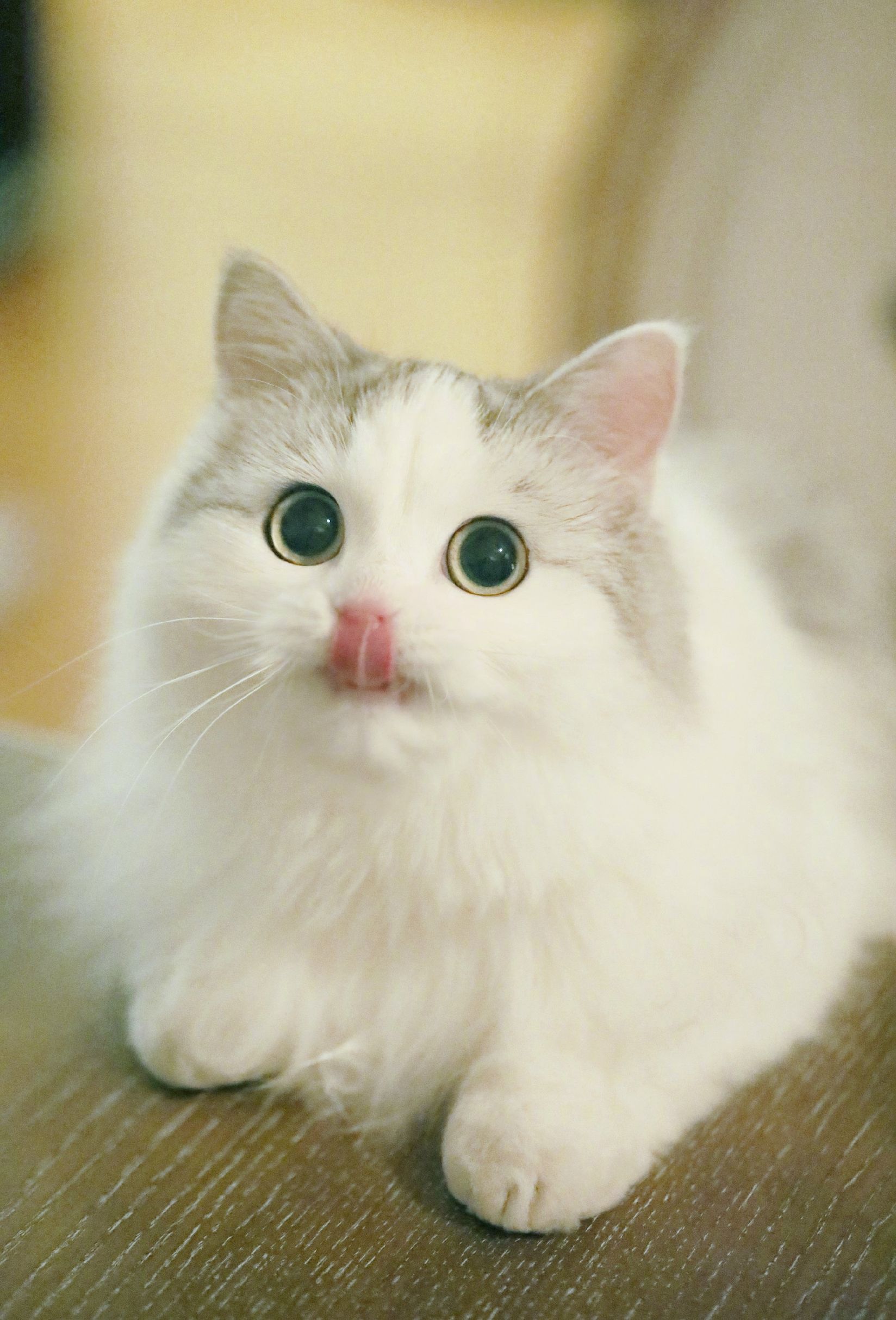 相信大家都看过这个猫的表情包,原来这些表情包是真实存在的猫咪