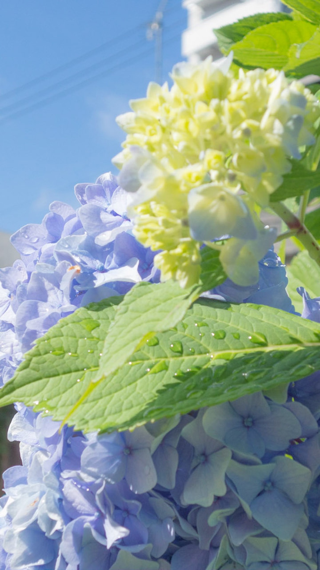 唯美1080×1920P高清壁纸锁屏画面待机背景图！请在wifi环境查看