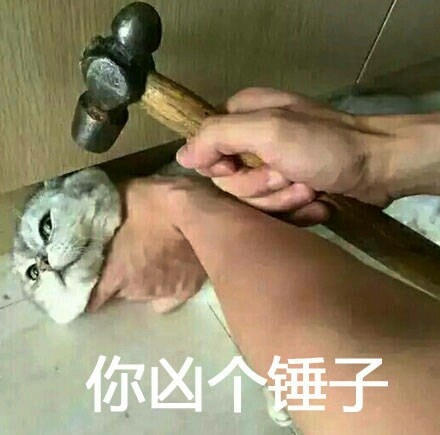 相信大家都看过这个猫的表情包,原来这些表情包是真实存在的猫咪