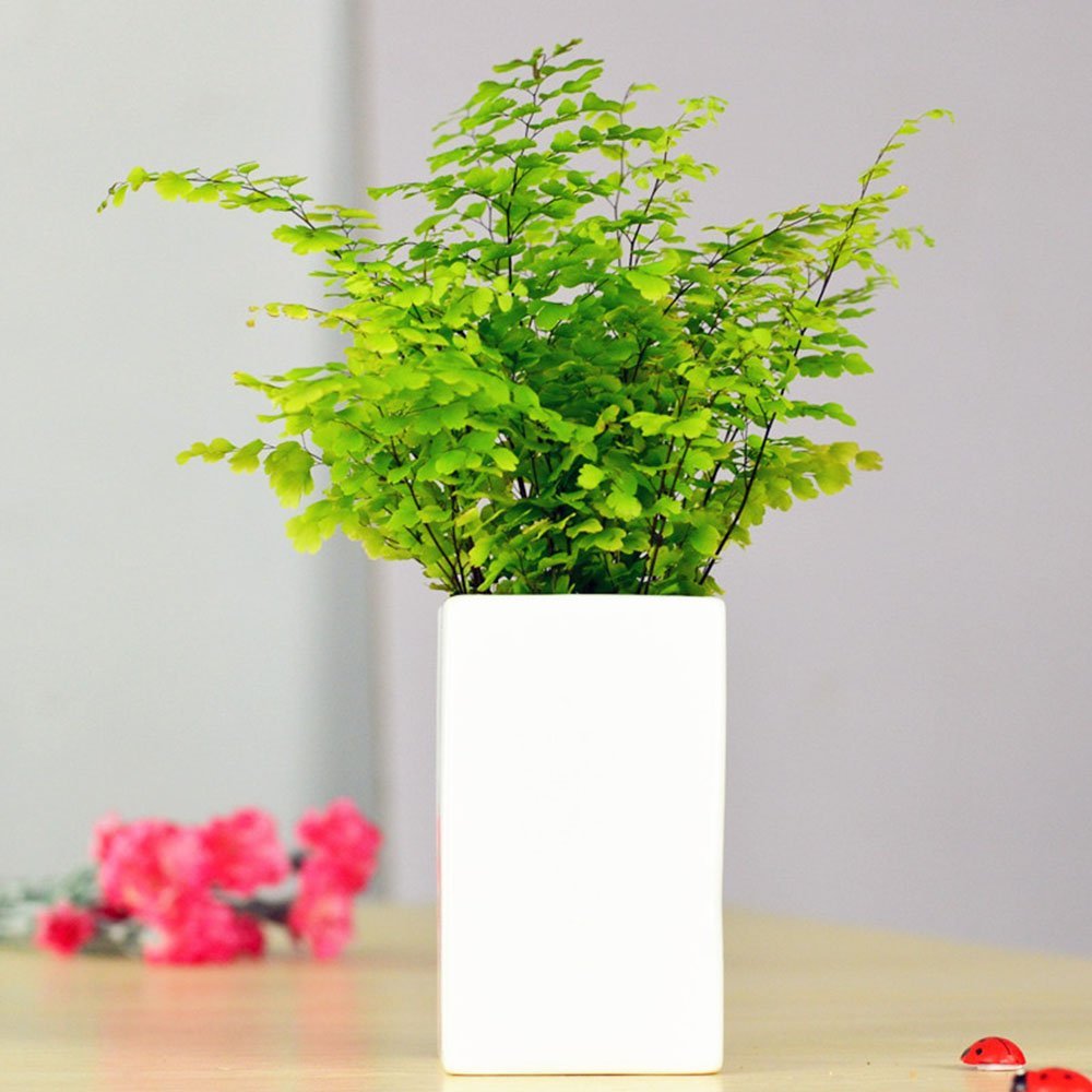 耐阴耐旱好养的室内盆栽,十大公认最好闻的盆栽