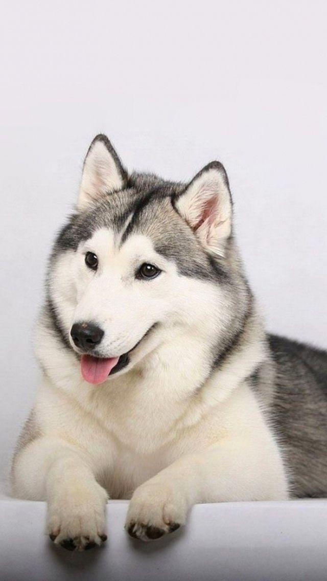 唯美1080×1920P高清壁纸锁屏画面待机背景图！请在wifi环境查看