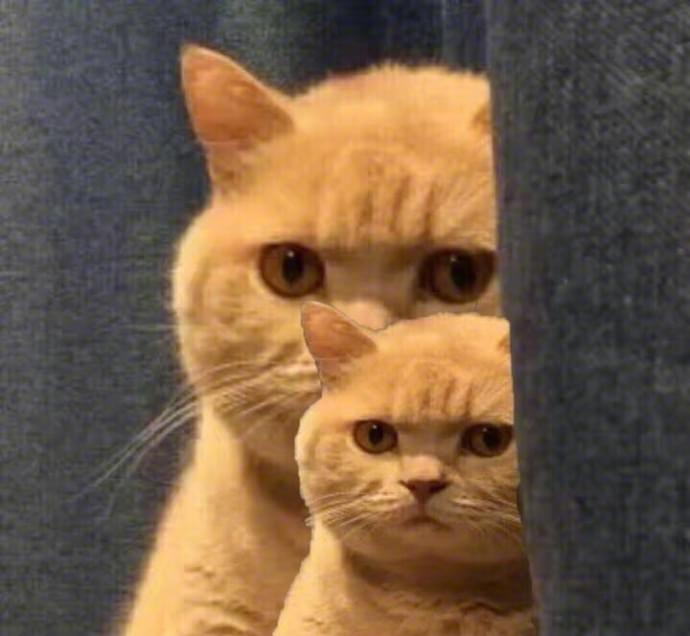 相信大家都看过这个猫的表情包,原来这些表情包是真实存在的猫咪