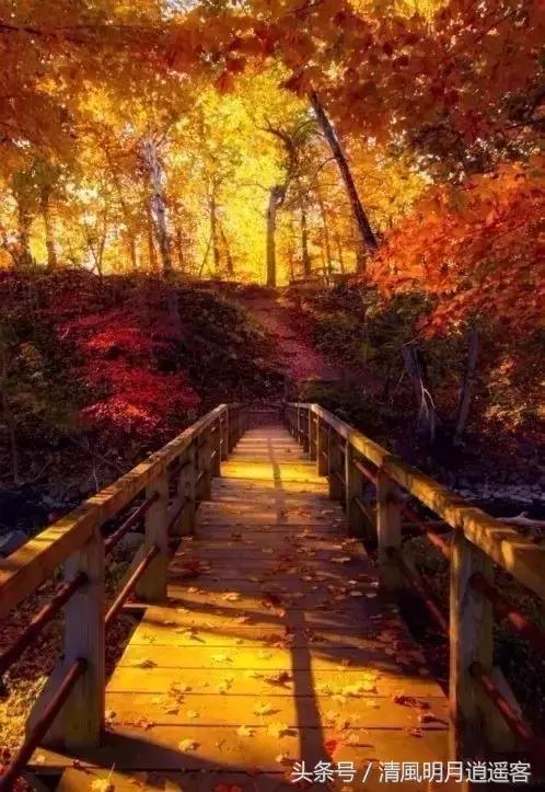 绝美秋天古诗词句子大全,关于秋天的美文和古诗词