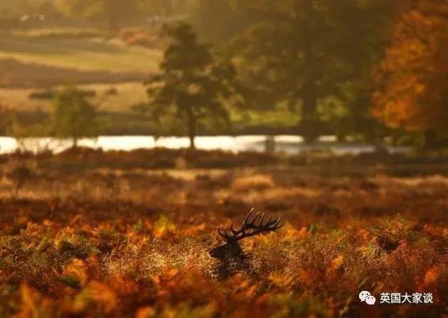 华人伦敦遭鹿攻击酿惨剧，事发地里士满公园警告：务必离鹿50米！