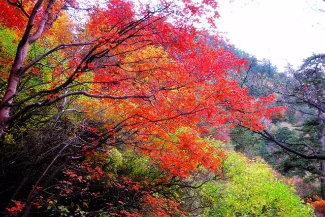 徐霞客来华山游记是哪一年,徐霞客对华山的评价