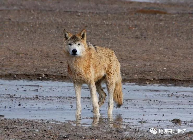 藏北高原无人区攻略,藏北无人区风景美如画