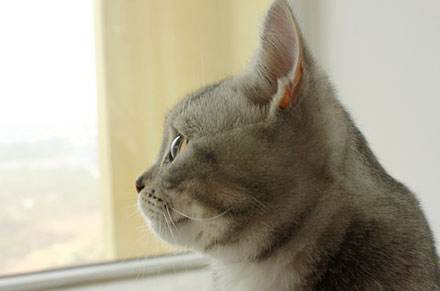 陈冠希都成了好男人,陈冠希女儿奴当之无愧