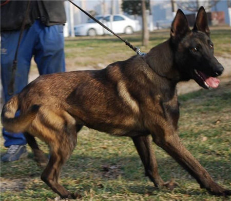 马犬喂养方法马犬吃什么长得快,马犬喂养需要哪些常识和技能