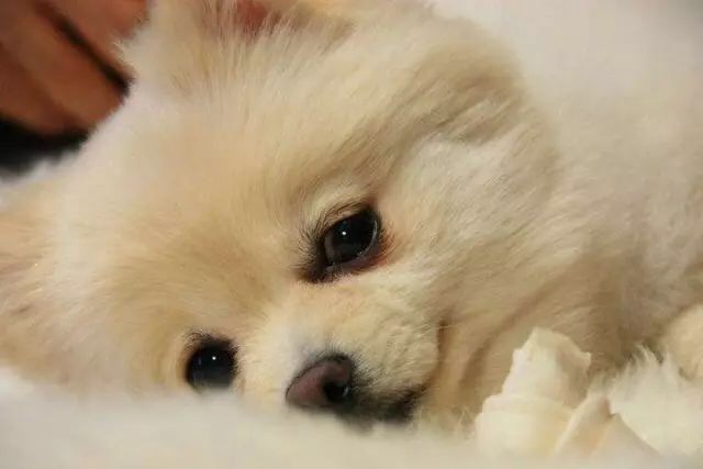 泰迪狗狗放屁很臭什么原因,狗狗放屁很臭吃什么药