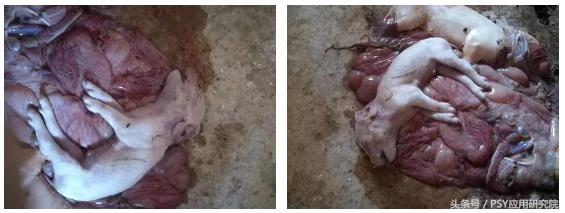 母猪子宫内膜炎不吃料怎么办,猪场母猪子宫炎症较多怎么办