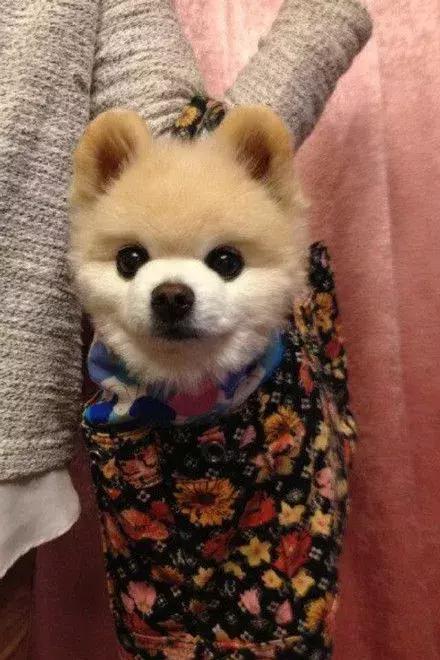 怎么哄三个月的俊介犬快速睡觉,俊介犬的智商相当于人的几岁