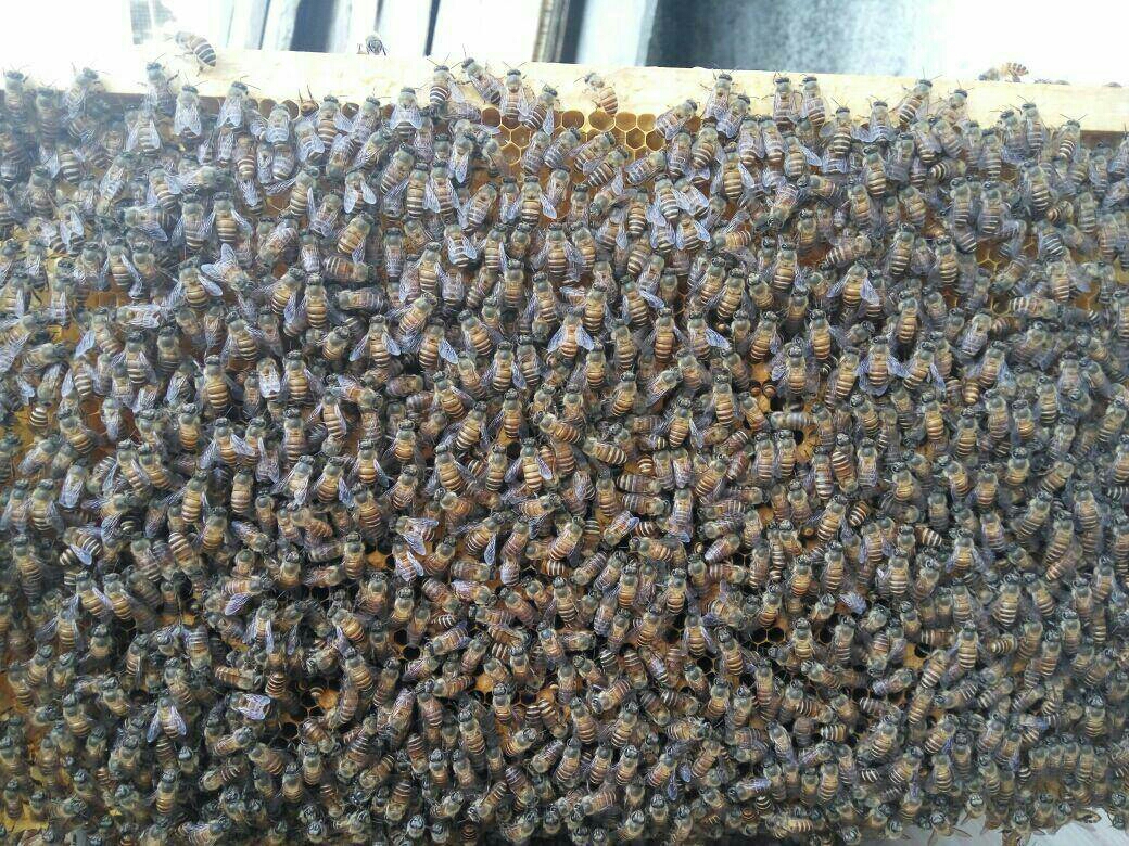 蜜蜂蜇人怎么蛰,蜜蜂知道自己蜇人后会死掉吗