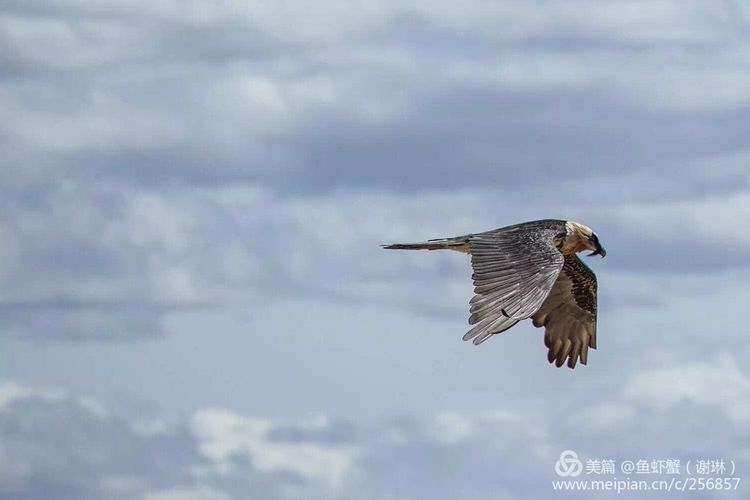 只要能去*藏西**,头痛高反什么的都不care