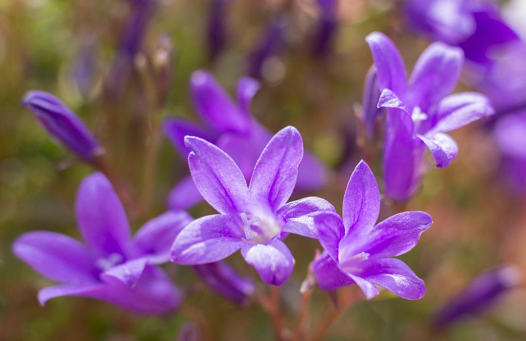 紫罗兰花草作用及功效与禁忌,紫罗兰花卉怎样养护和管理