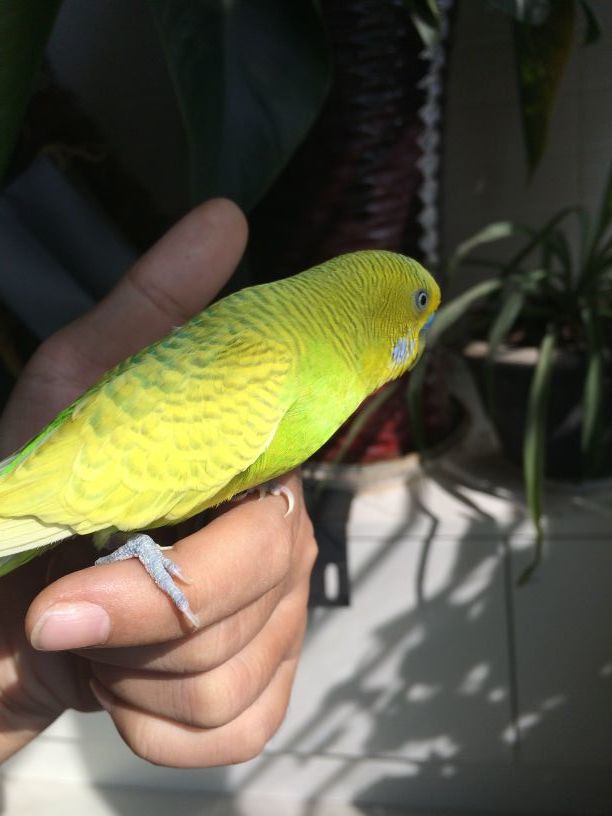 虎皮鹦鹉的饲养大忌,虎皮鹦鹉的饲养方法