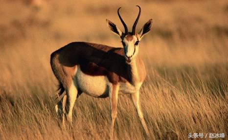 暴利的现金贷引发各路资本竞逐，迅雷也按耐不住杀入！监管出手了