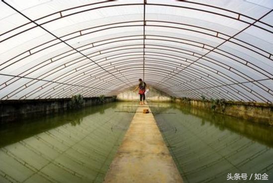 稻田养甲鱼如何赚钱,稻田养甲鱼一亩成本多少钱