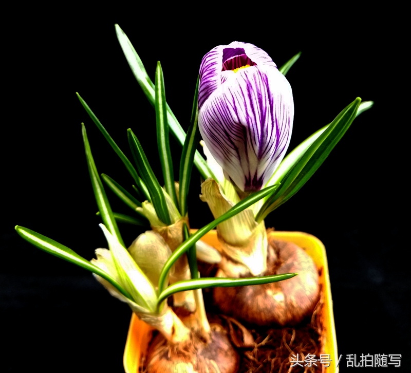 家里花草推荐,家里漂亮花草
