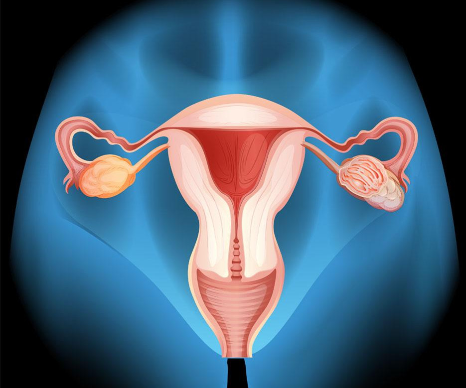 产后怎样会导致子宫脱垂,产后妈妈子宫该如何修复