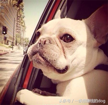 狗狗种类这么多你养的是哪种狗狗,狗狗的种类都有哪些