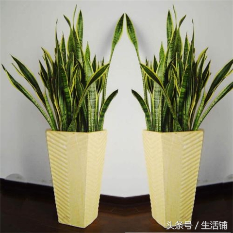 烂根怎么补救,烂根最佳补救方法