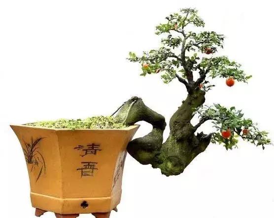 金弹子和珊瑚珠区别,金弹子和金豆是一个品种吗