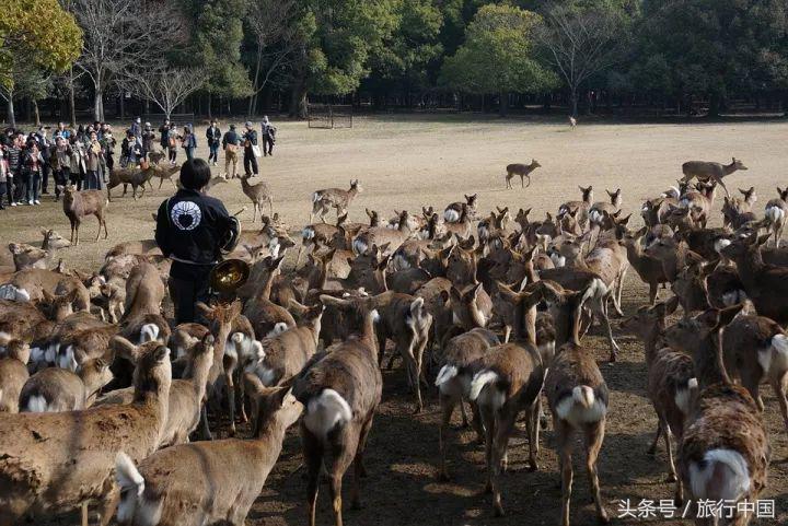 萌萌的日本奈良鹿,奈良鹿长什么样