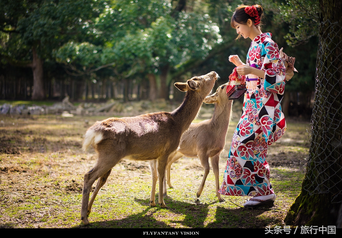 萌萌的日本奈良鹿,奈良鹿长什么样