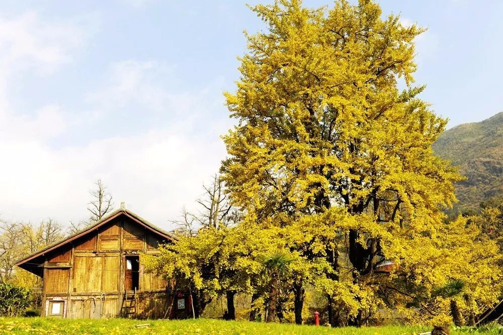 北方已经初冬了，贵州的这些地方秋意正浓，现在去正当时！