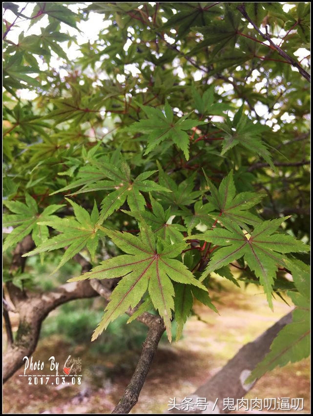日本第一站飞大阪还是飞东京好,来日本第一个景点