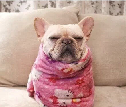 法国斗牛犬怎么护理皮肤,法国斗牛犬冬天要穿衣服吗