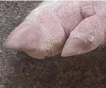 猪裂蹄最佳治疗方法,猪裂蹄病怎么治