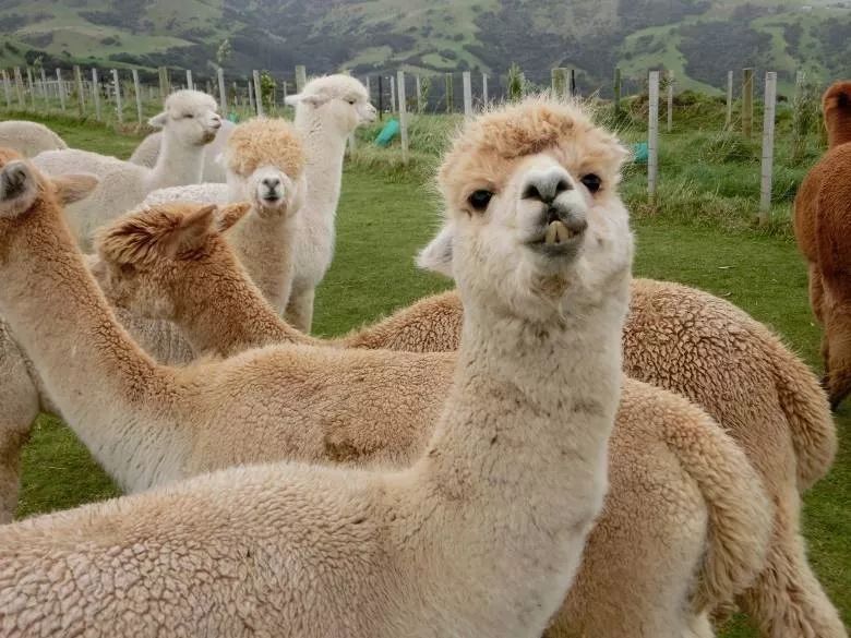 小米手环6nfc怎么连接手机,小米手环苹果手机怎么连接使用