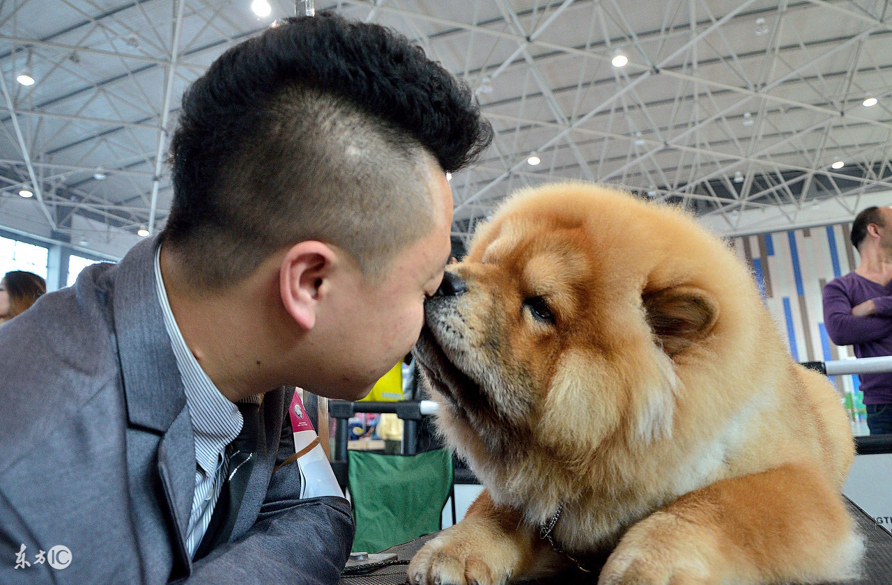 松狮犬属于什么类型的犬,松狮犬是什么类型的狗狗