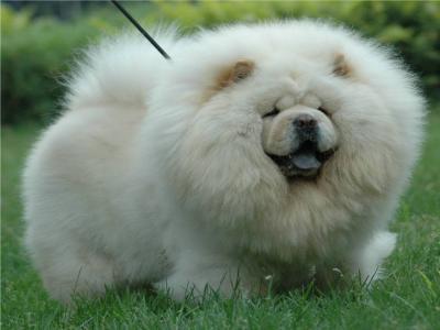 松狮犬属于什么类型的犬,松狮犬是什么类型的狗狗