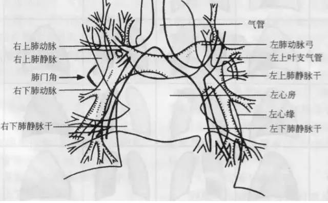 读完该文,让你学会如何看胸片
