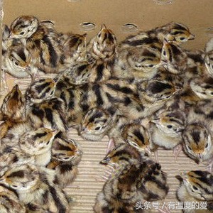 野鸡常见的育雏方式,野鸡刚孵出来要注意什么