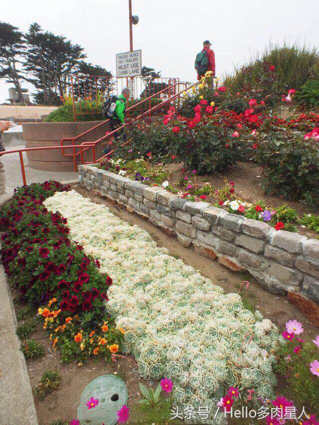 遇到多肉是我的幸运,我所遇见的多肉