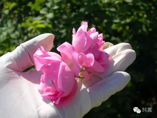 美白保湿补水玫瑰纯露,10万补水保湿玫瑰纯露