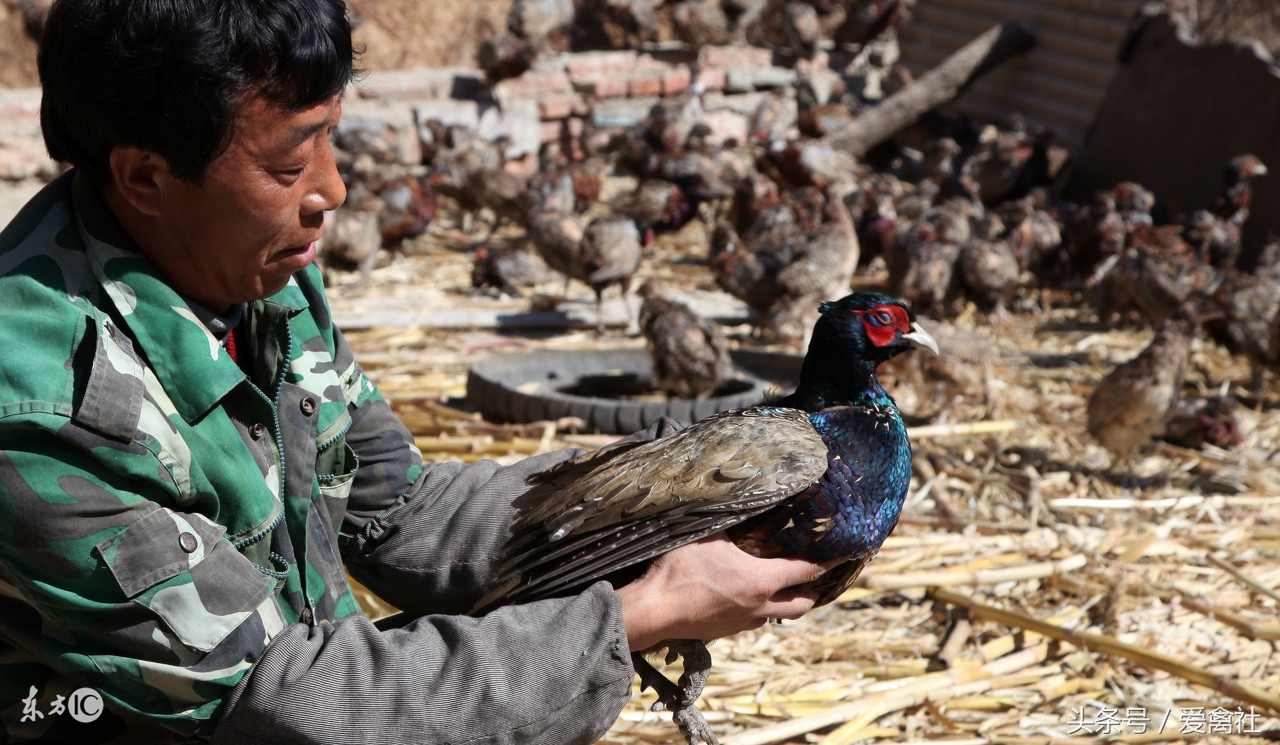 山鸡养殖利润和成本,野鸡孵化前景