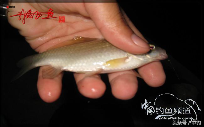 狂拉大板鲫的快乐,狂拉小鲫鱼钓鱼视频