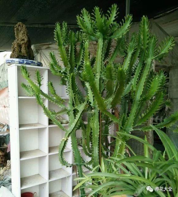 家里哪些花不能用哪些花有毒,家里的花种不好要不要换掉