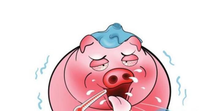 猪流行性感冒(猪流感)用中西兽药防治方案