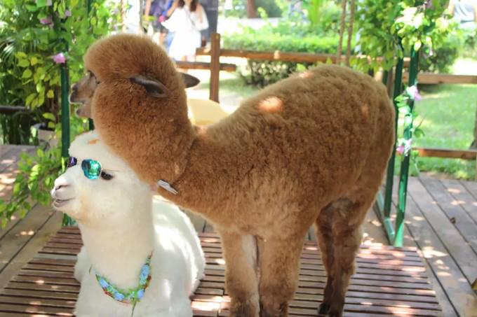 预支一段未来的旅行,带着父母去度假——三亚