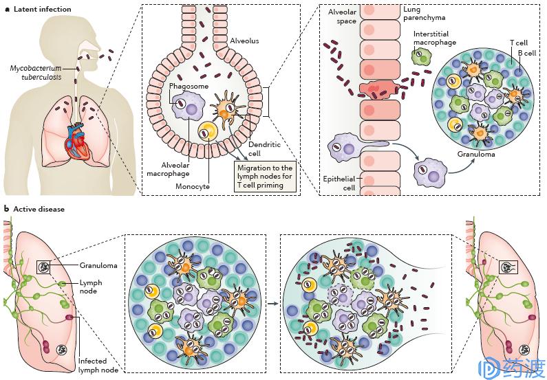 肺结核药物的研发流程,肺结核有可能研发特效药