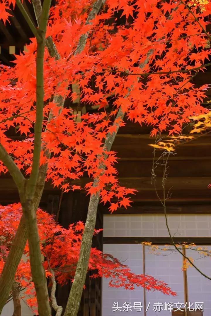 枯草霜花白寒窗月影是什么意思,枯草霜花白寒窗月影新的意思